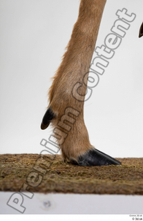 Deer Doe 2 hoof leg 0003.jpg